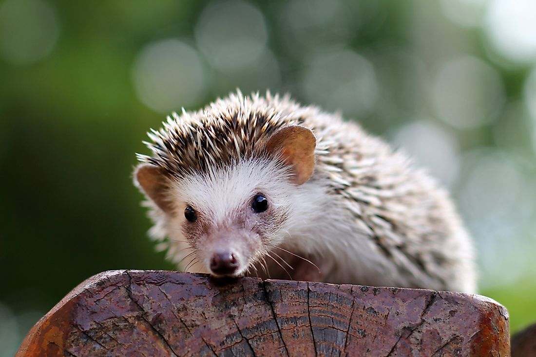 A young hedgehog. 