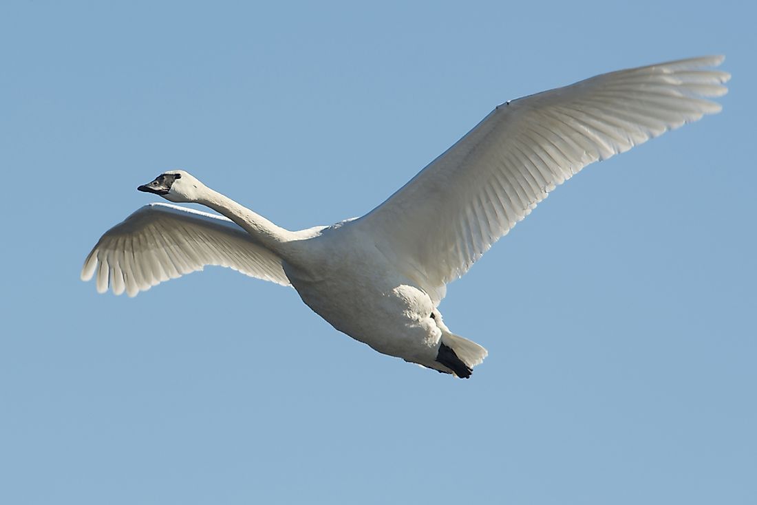 A trumpeter swan in flight. 