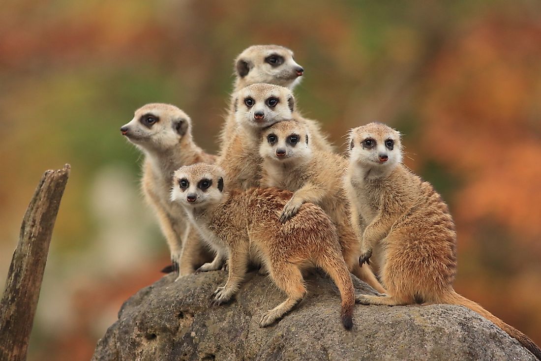 A group of meerkats. 