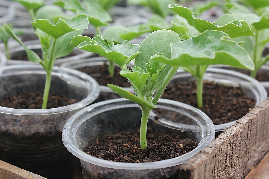 Plants being cultivated in the Solomon Islands. 