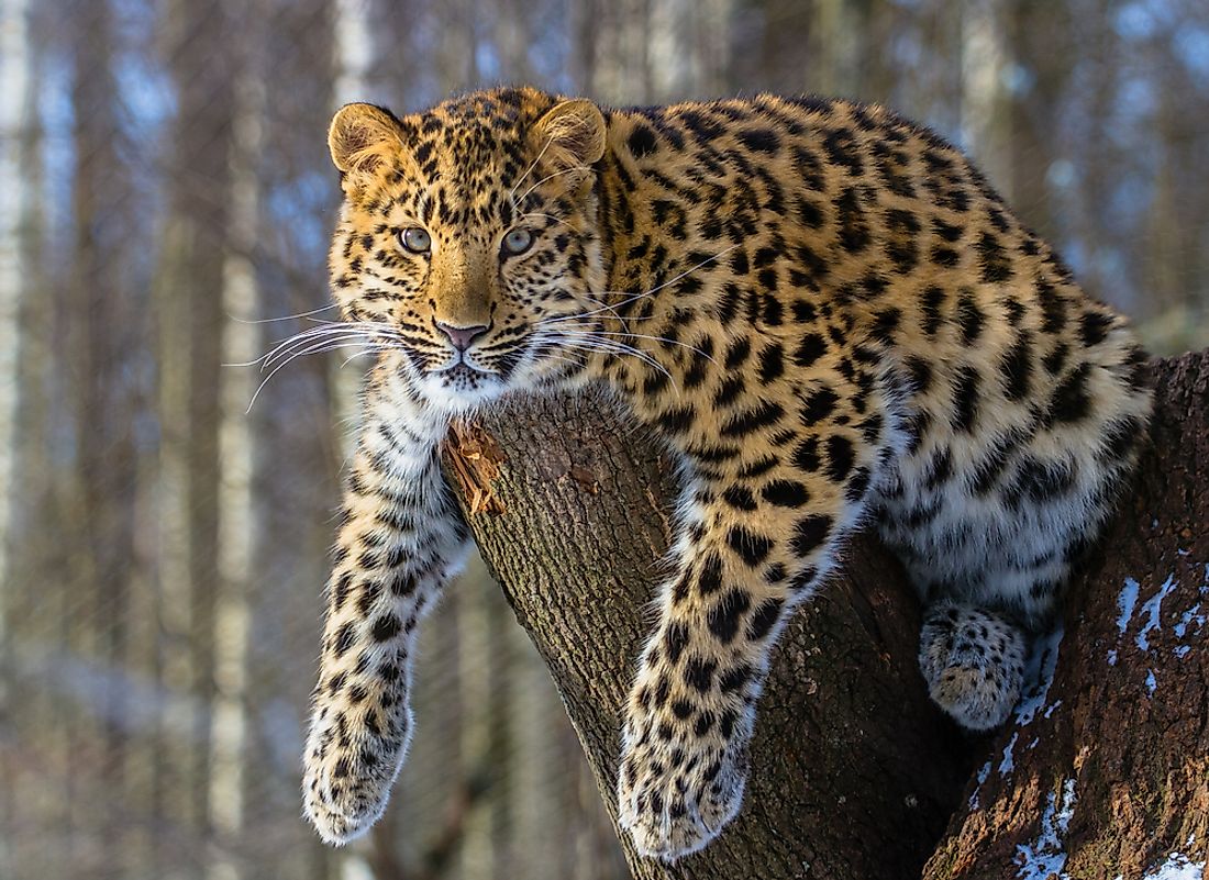 An Amur leopard. 