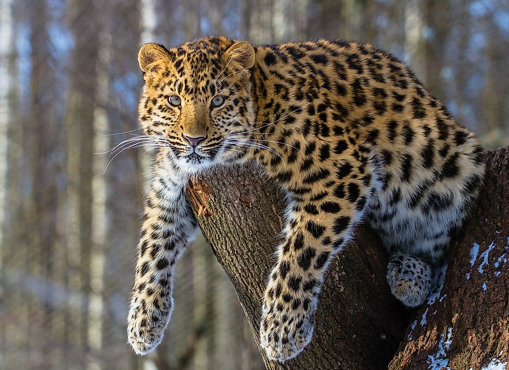 An Amur leopard. 