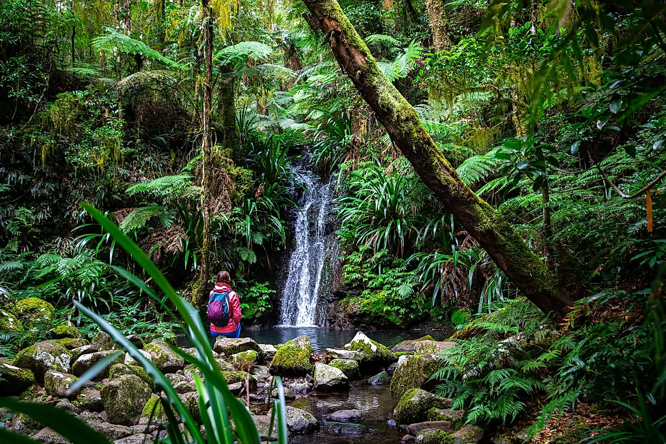 The Daintree Rainforest in Queensland, Australia.