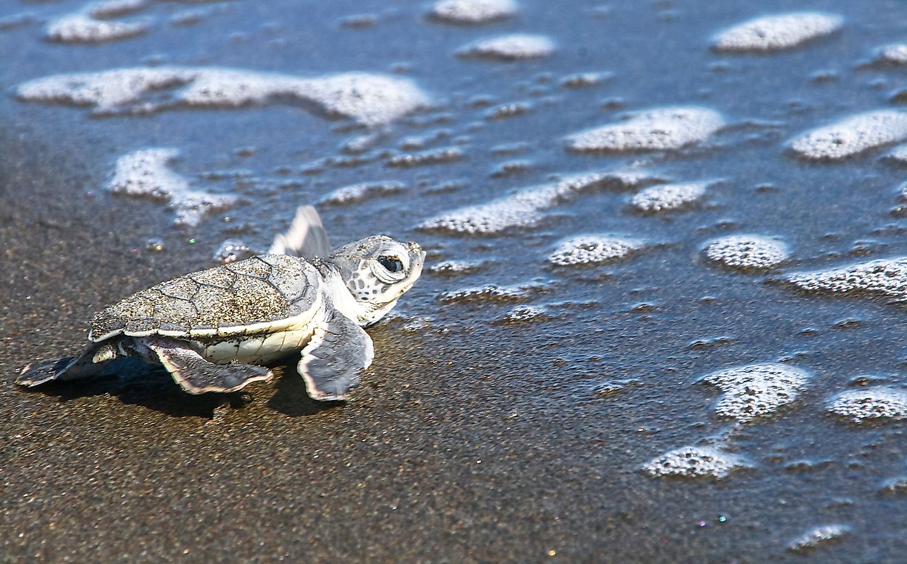A green turtle hatchling entering the sea.