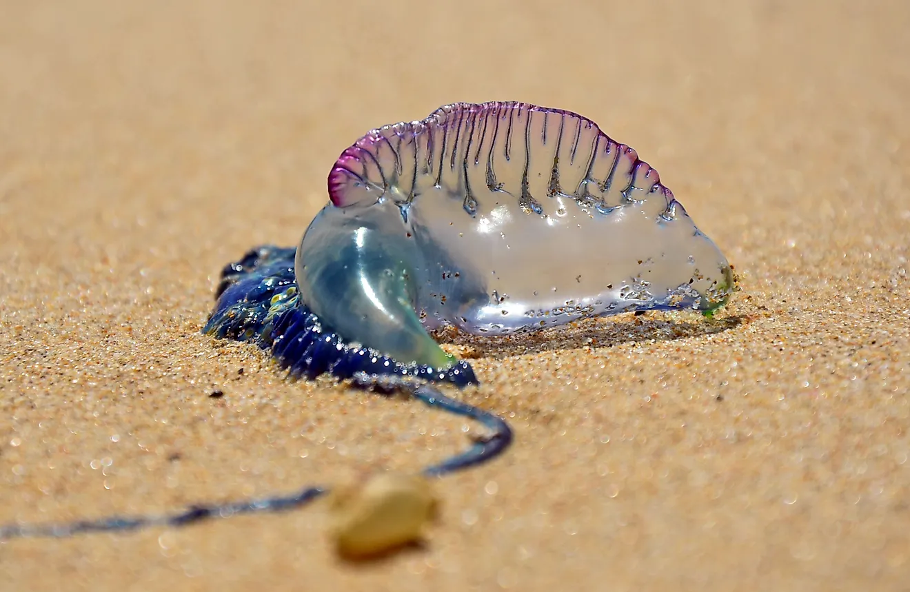 Portuguese man o' war