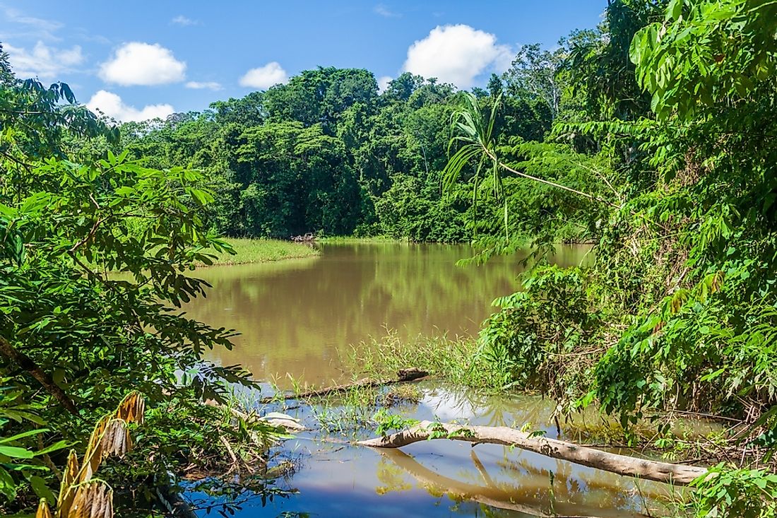 Trails pass through dense rainforests in Bolivia's Madidi National Park.