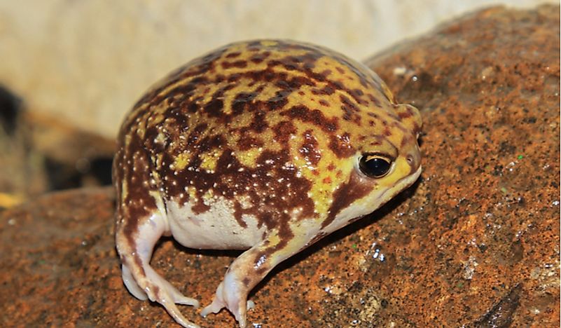 A Bushveld rain frog. 