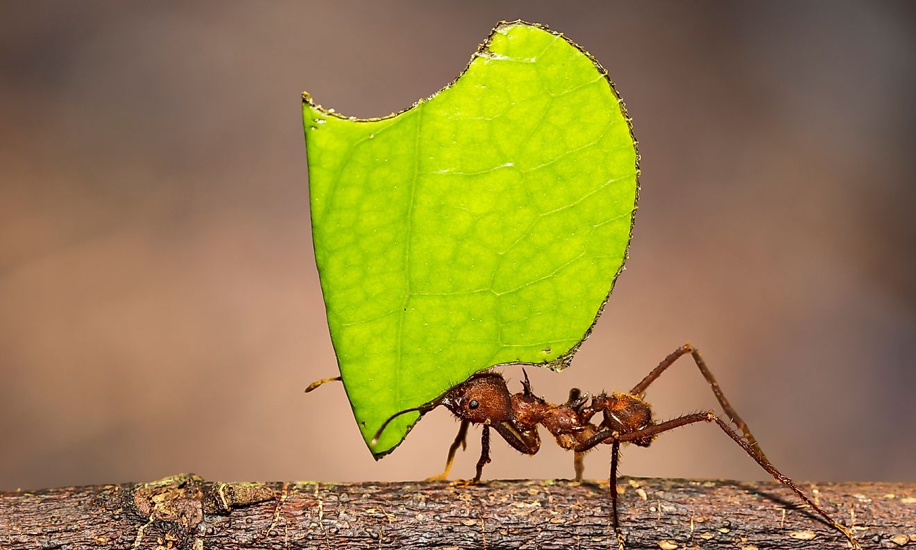 Leafcutter ant carrying a large leaf.