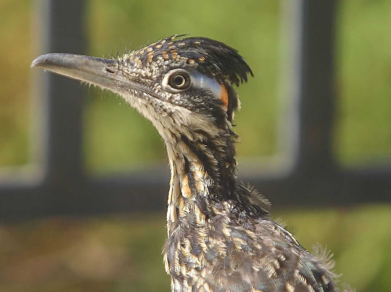 Possessing a true runner's build, the Roadrunner, or Chaparral bird, will opt to out-sprint its prey instead of swooping down from the skies.