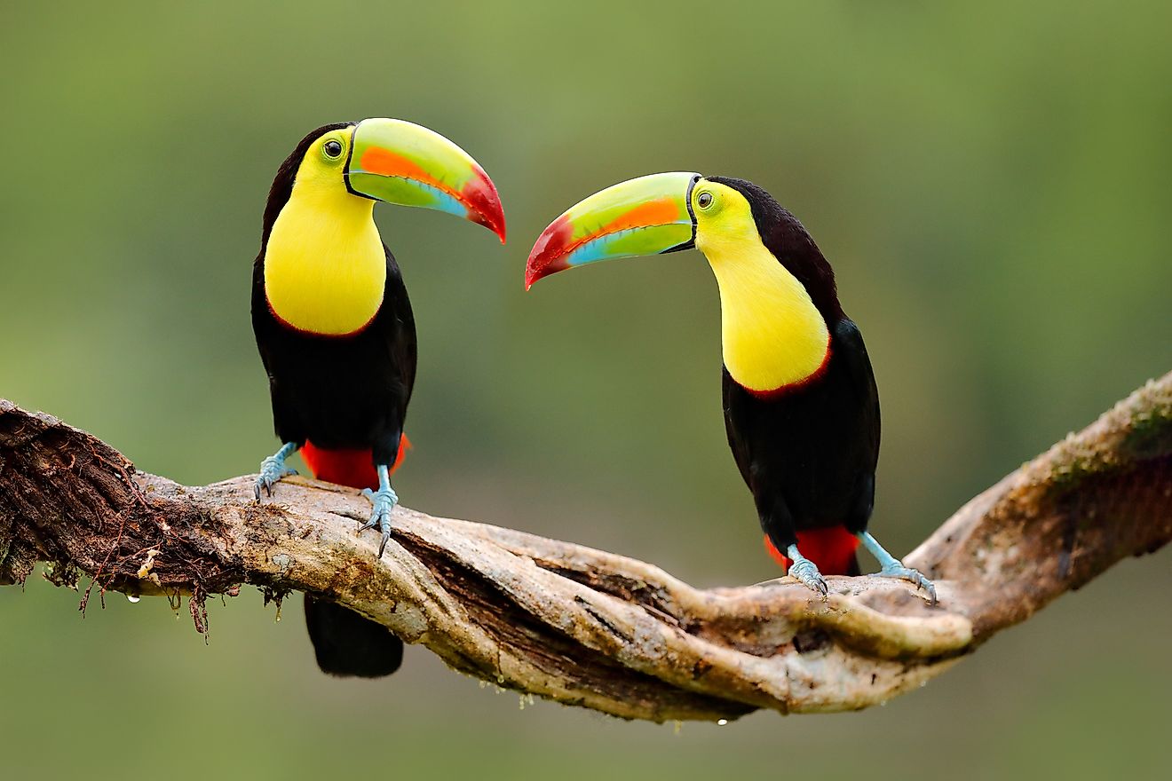  Keel Billed Toucan 