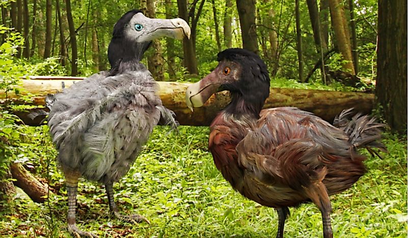 An illustration of what the now-extinct dodo birds looked like. 