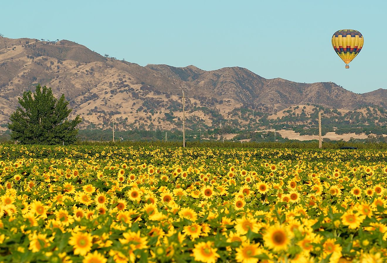 Hot air balloon floats over Sunflower fields in Yolo County, California.