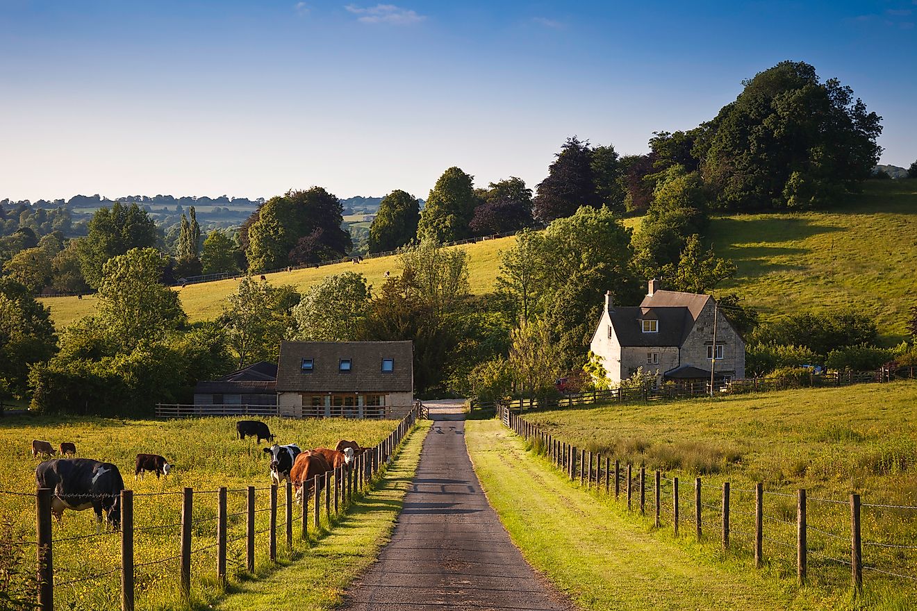 Cows graze on a farm in the United Kingdom. 