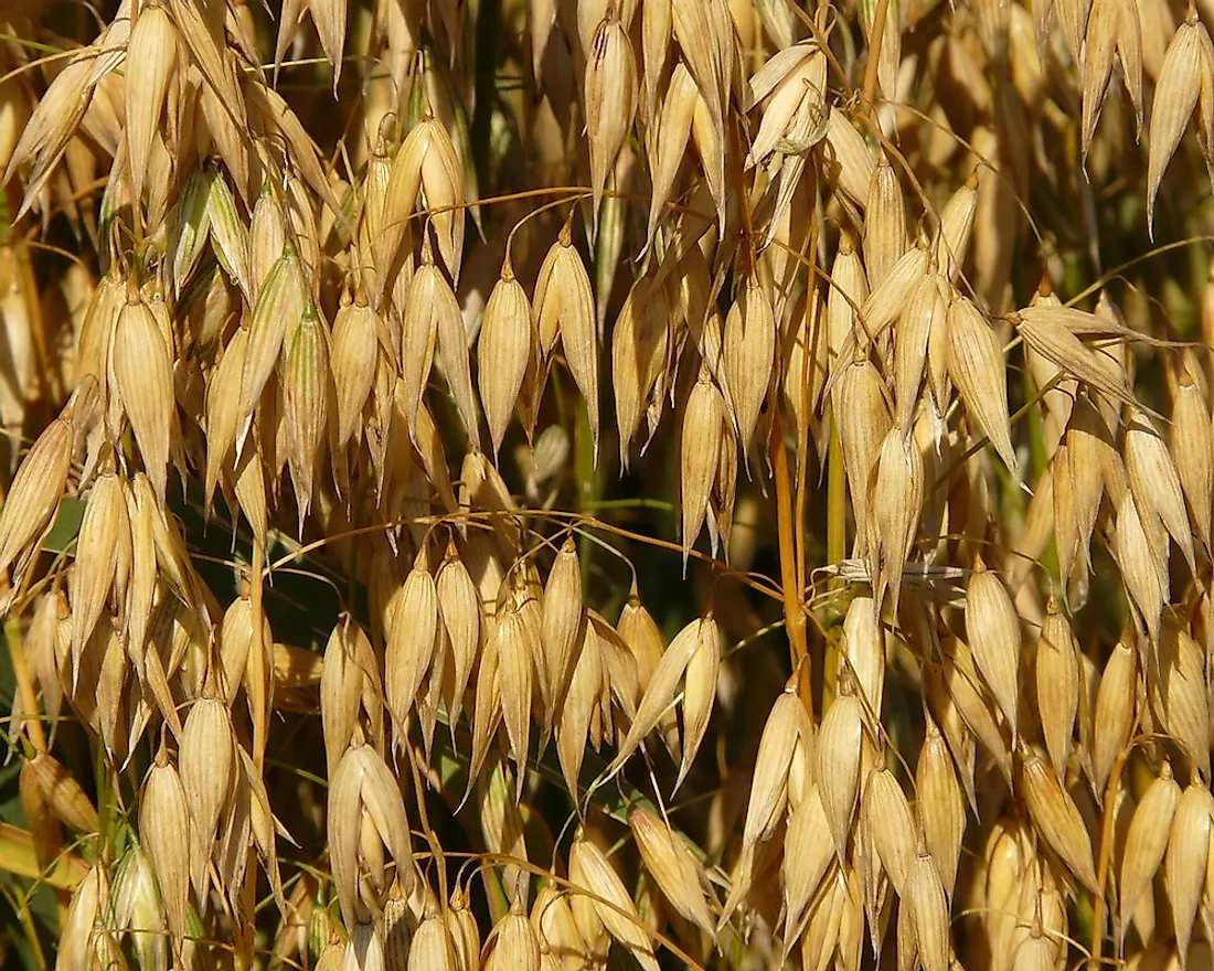 Oats growing in an crop-field.