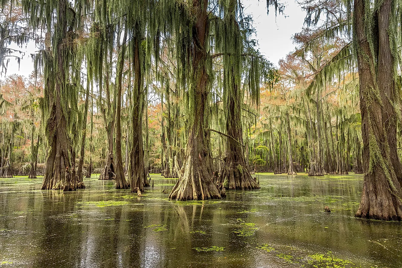 Cypress trees in the water of the Caddo Lake State Park in Texas. Credit: Martina Birnbaum/ Shutterstock.com