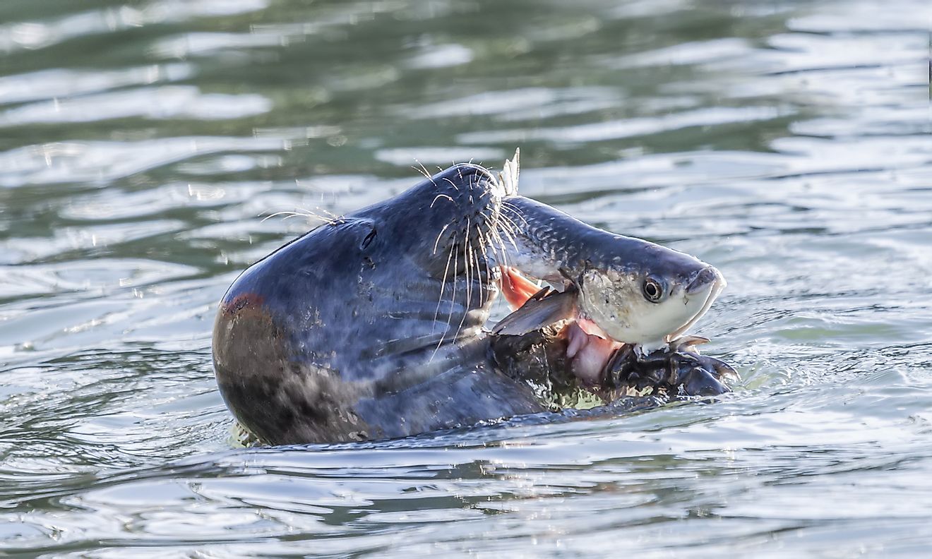 Grey seal (Halichoerus grypus) eating a fish. Image credit: David Pegzlz/Shutterstock.com