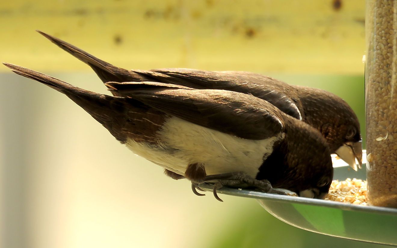 A pair of white rumped munias feeding from a bird feeder with grains. Image credit: Oishimaya Sen Nag