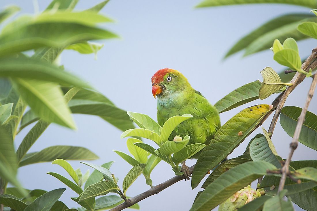 The Ceylon hanging parrot. 