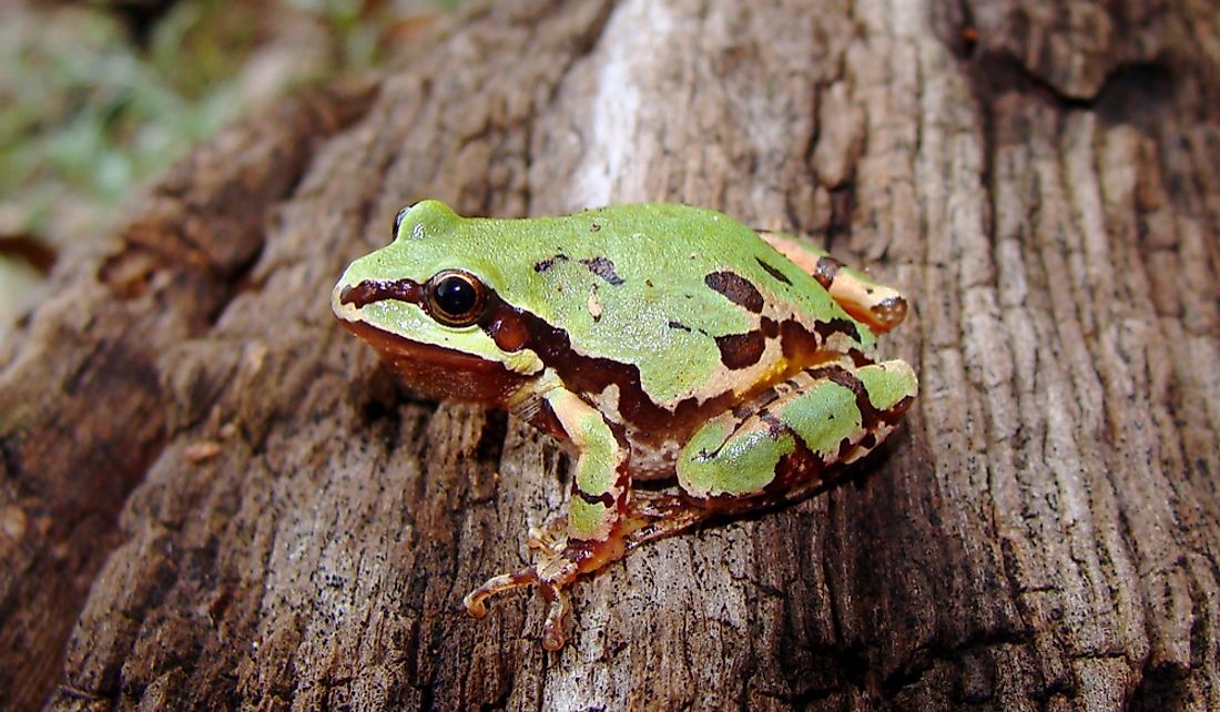 The Arizona tree frog is green is brown and yellow.