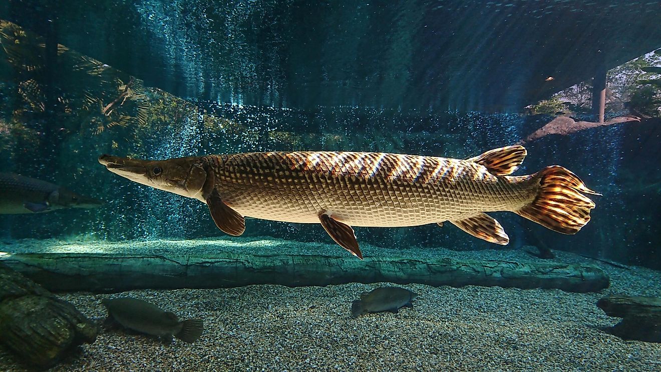The alligator gar can be found in North America and is considered to be one of the largest freshwater fishes ever.