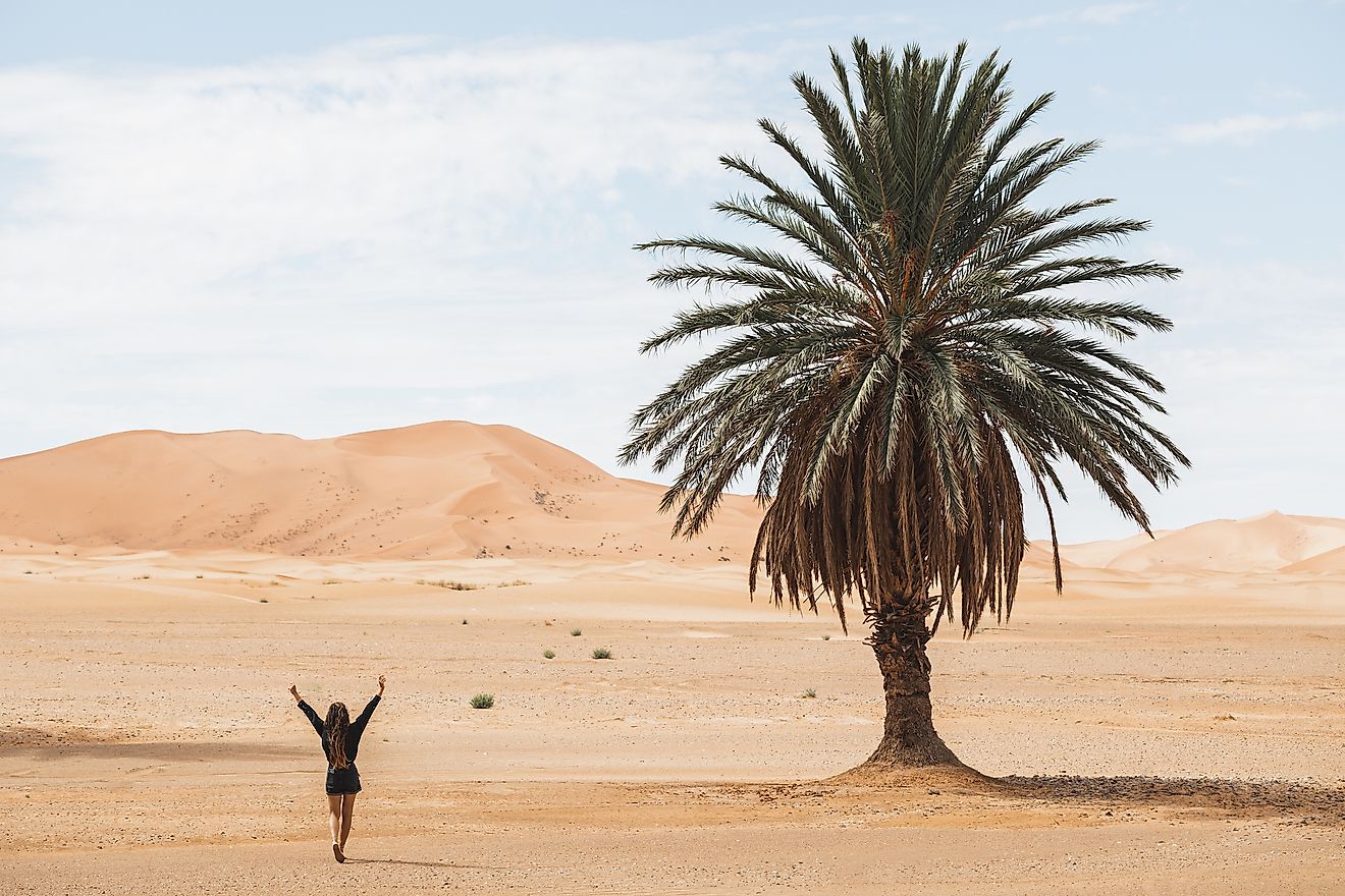 A lone tree in a desert.