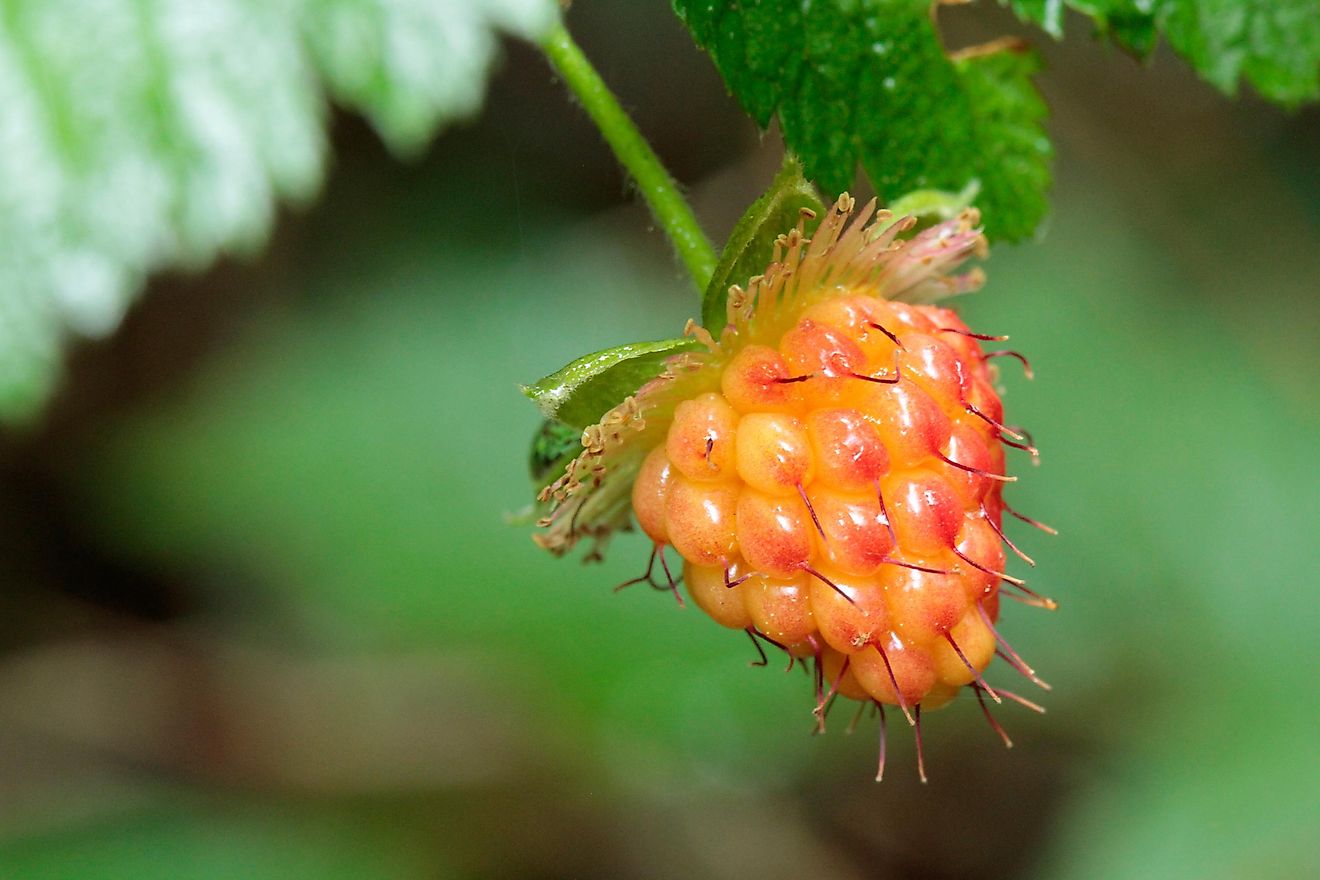 Salmonberry fruit.