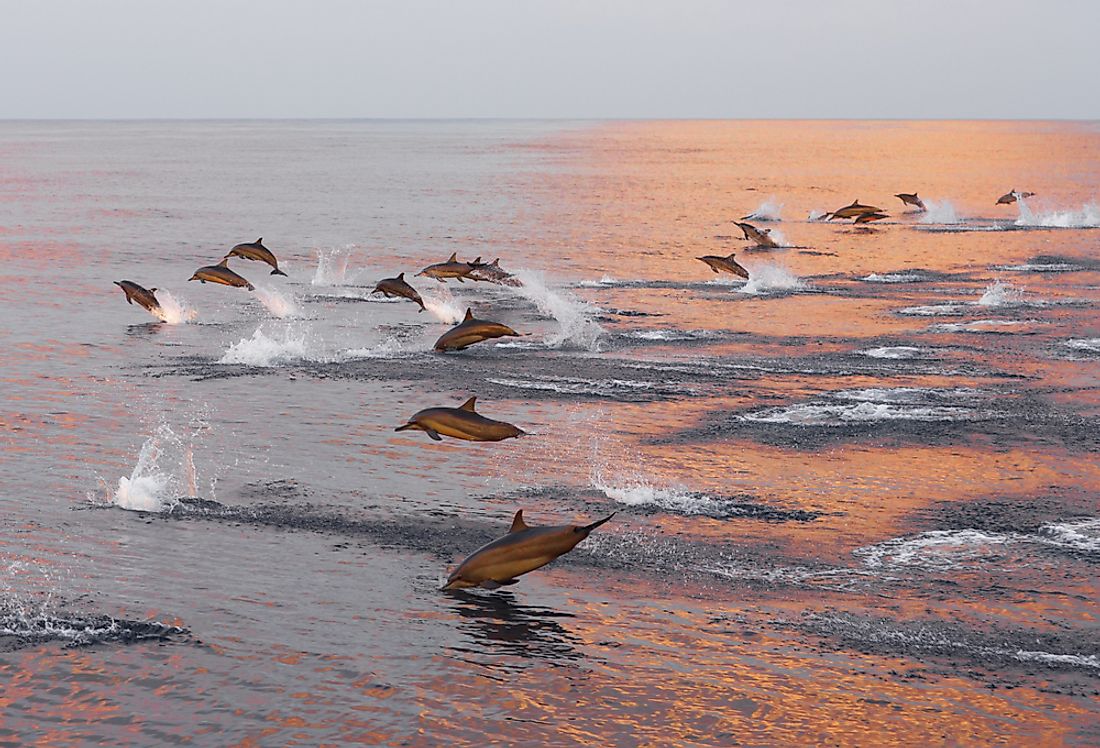 A pod of dolphins swims off the coast of the Maldives. 