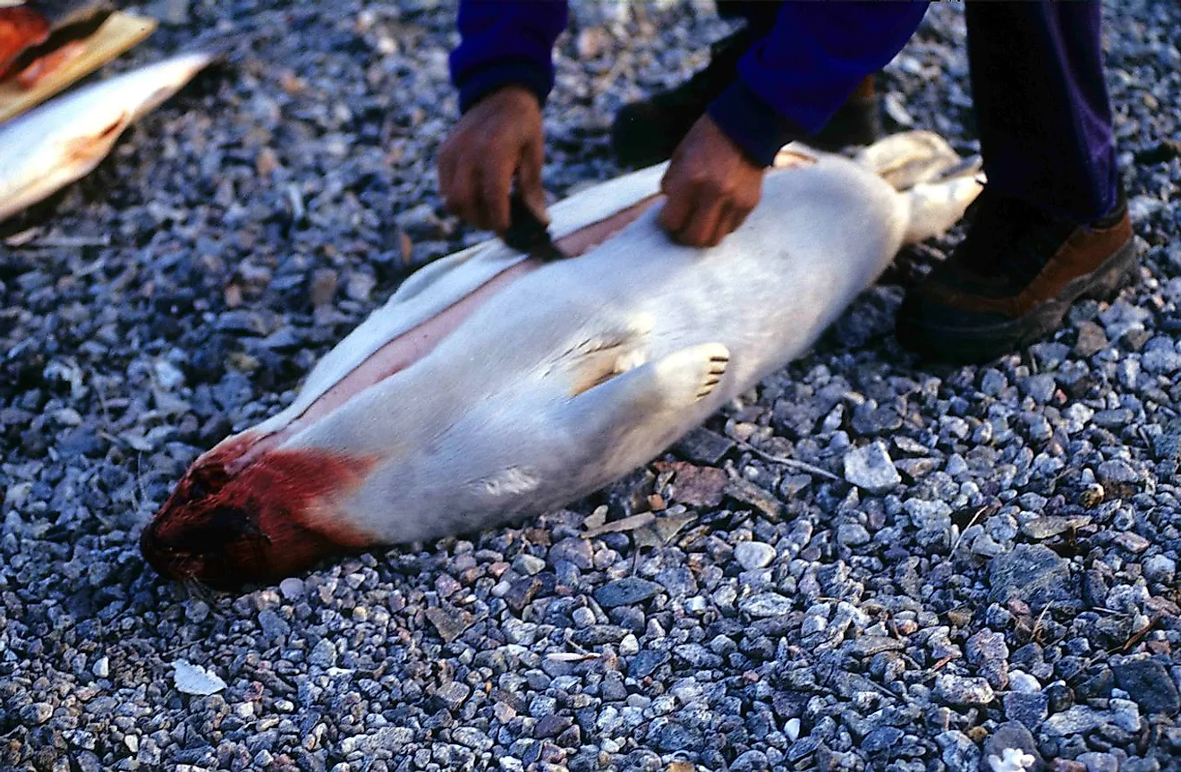 An Inuit hunter skinning a ringed seal. Image credit: Ansgar Walk/Wikimedia.org