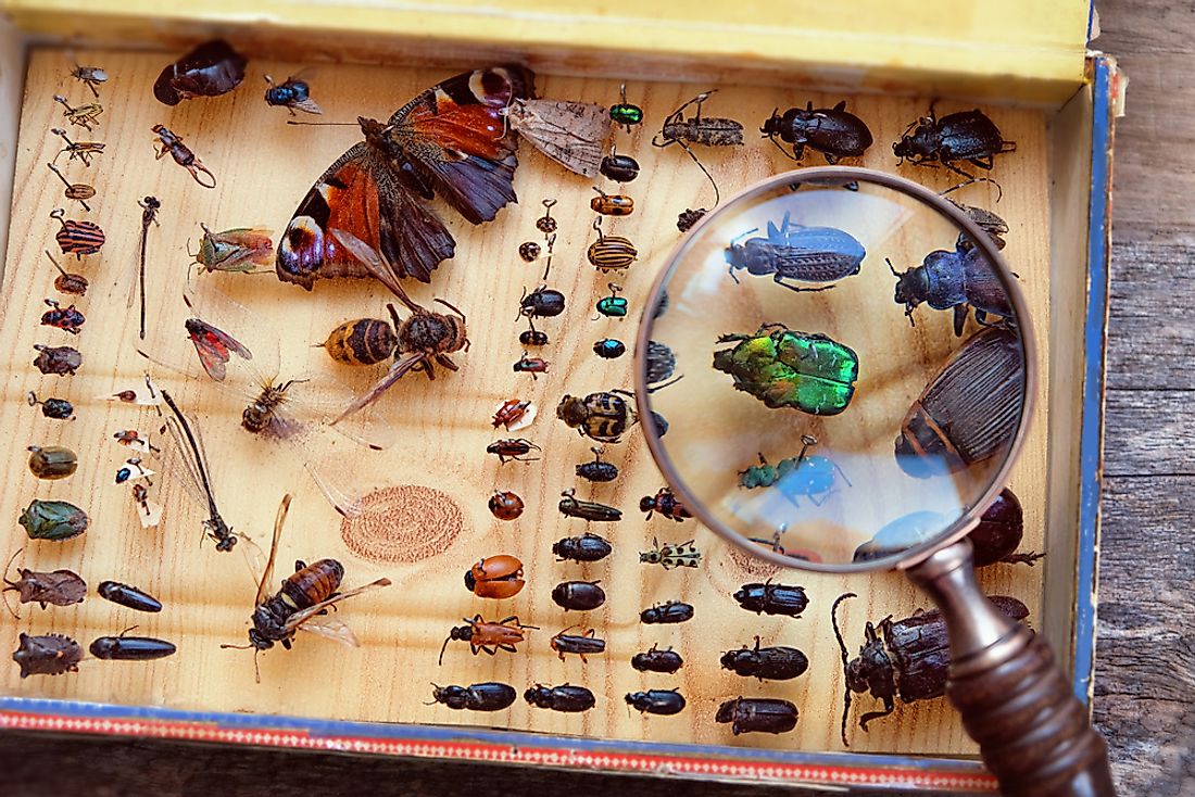 There are over 925,000 identified species of insects.