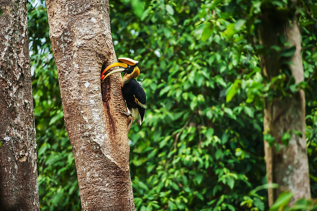 Great Hornbill