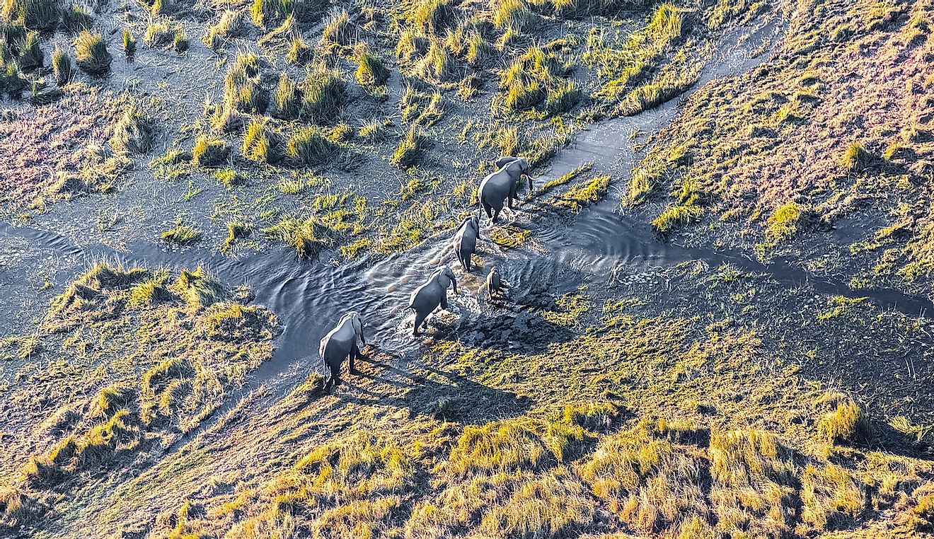 The Okavango Delta (Okavango Prairie) is one of the Seven Natural Wonders of Africa.  A herd of elephants come to the watering hole (view from the plane) - Botswana, South West Africa.  Image credit: Vadim Petrakov / Shutterstock.com
