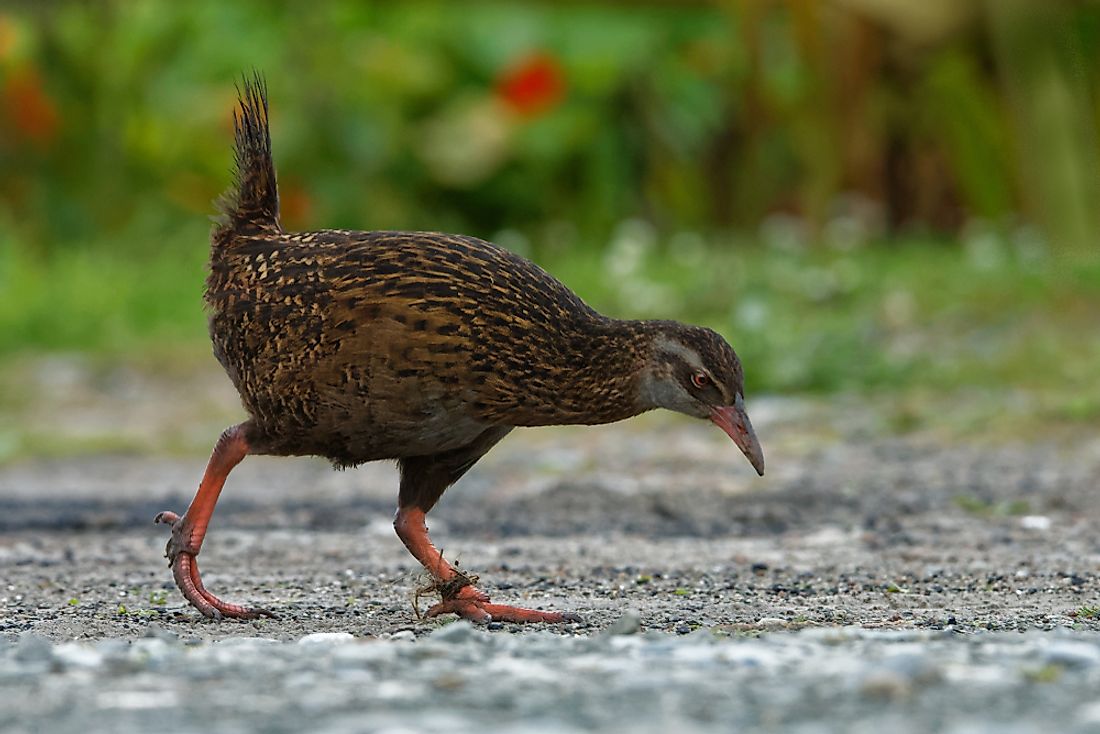 Weka in New Zealand Southern Island. Image credit: Martin Pelanek/Shutterstock.com