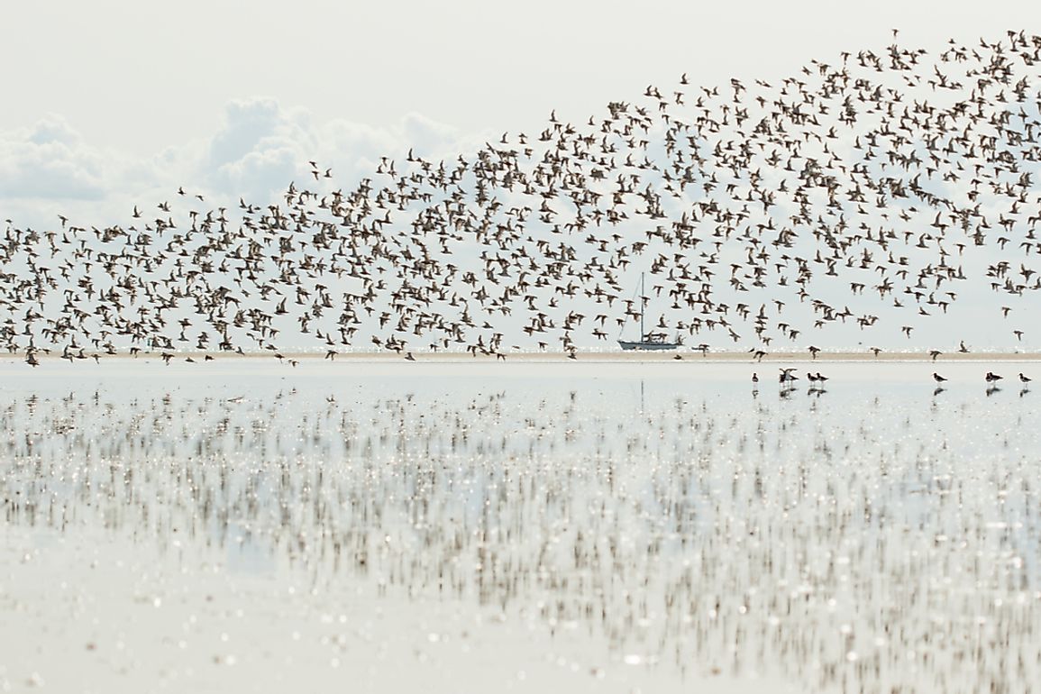 Many species of birds migrate south to avoid cold winters.