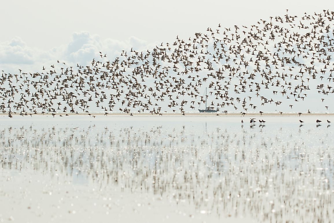 Birds migrate. Миграция животных. Сезонная миграция животных. Популяция птиц. Активная миграция животных.