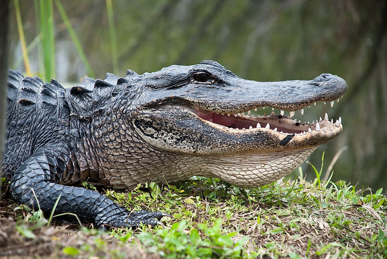 American Alligator in the Everglades National Park. Closeup of the big mouth and teeth.