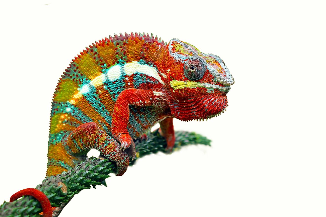 Unsurprisingly, chameleons are first on this list, as they are nearly a synonym for camouflage.