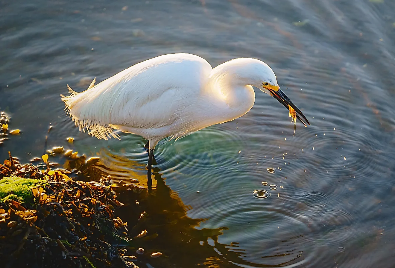 Heron looking for breakfast near Milford, Connecticut.