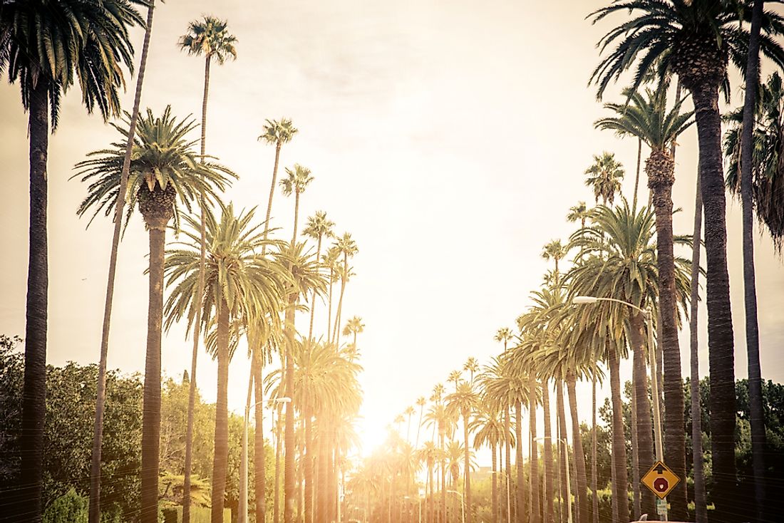 Los Angeles, city of palm trees. And odd attractions. 