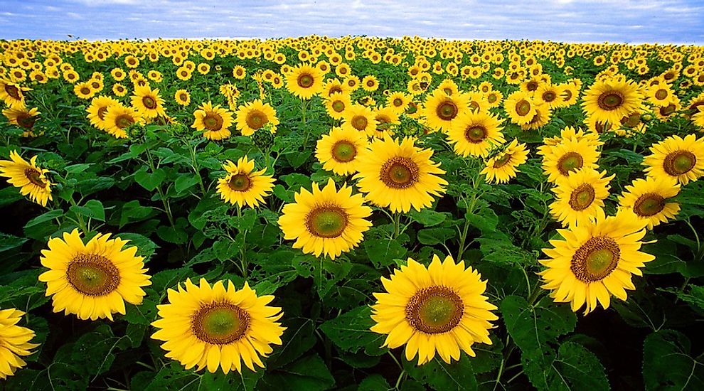 Sunflowers in a crop-field.