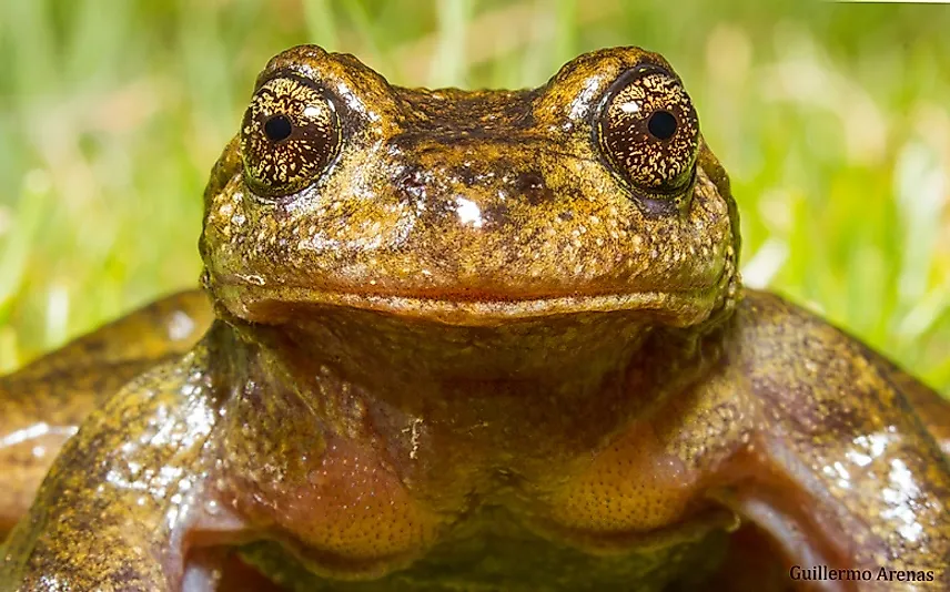 The Critically Endangered Pehuenche Spiny-Chest Frog.