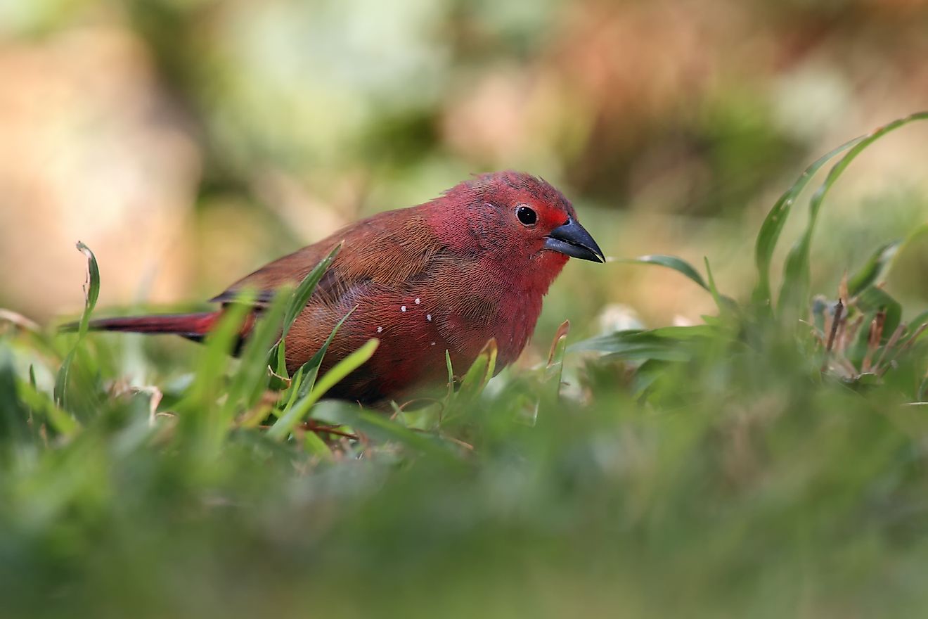 The firefinch is endemic to Mali, as well as the national mascot. 