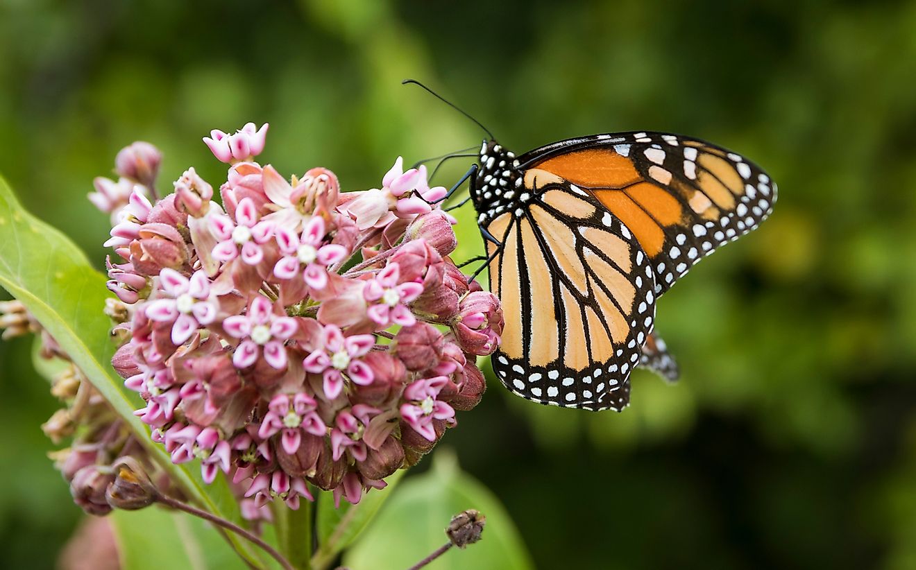 Monarch butterflies and milkweed are an example of commensalism. 
