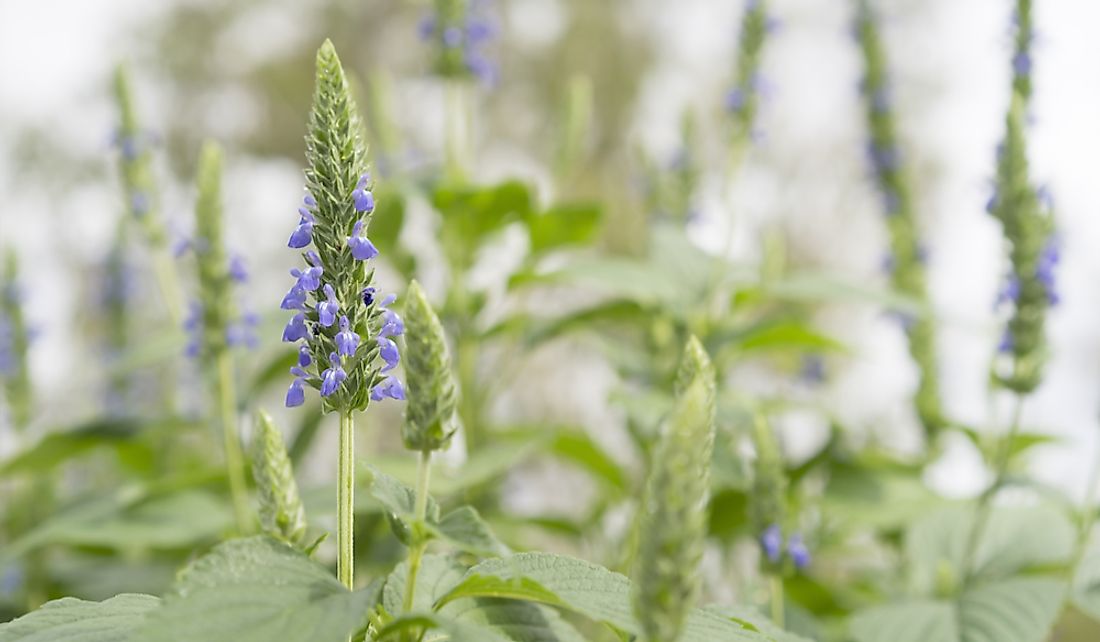 The chia plant has white, blue, or purple flowers.