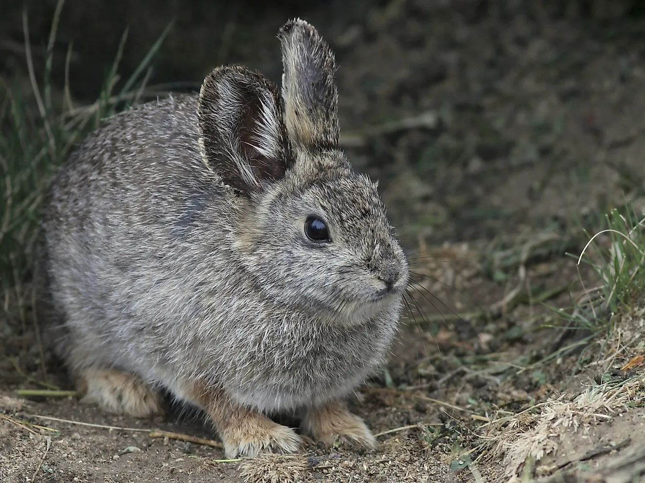 Unlike most members of the Leporidae Family, Pygmy Rabbits will dig out soft earth to create in-ground aabodes of their own to live in.