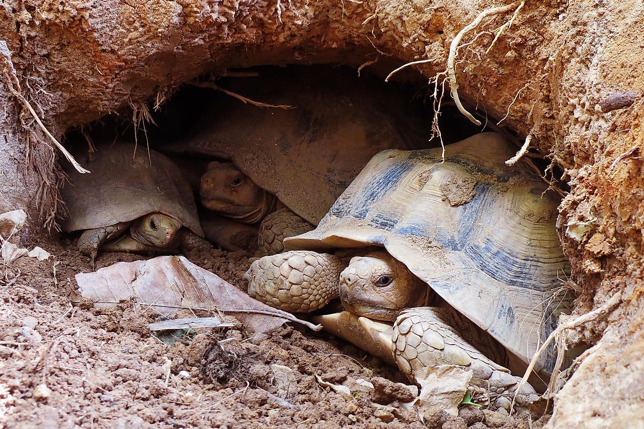 Desert tortoise.
