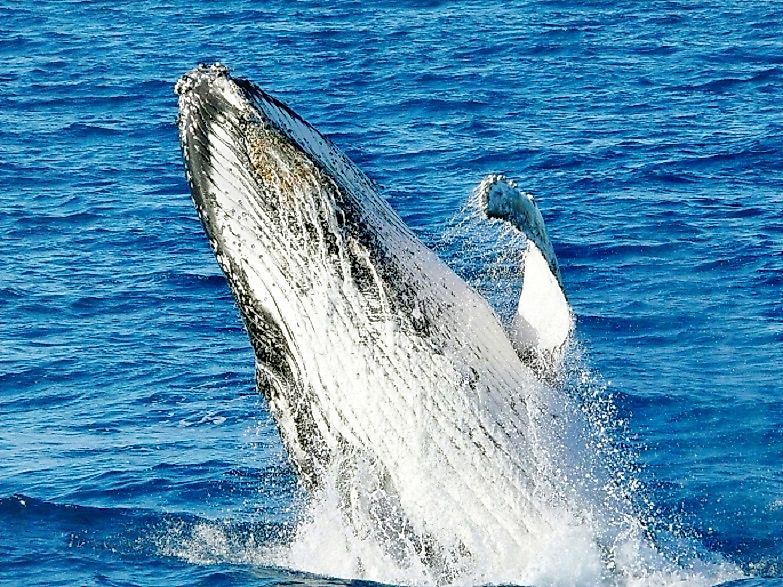 What Is The Southern Ocean WorldAtlas