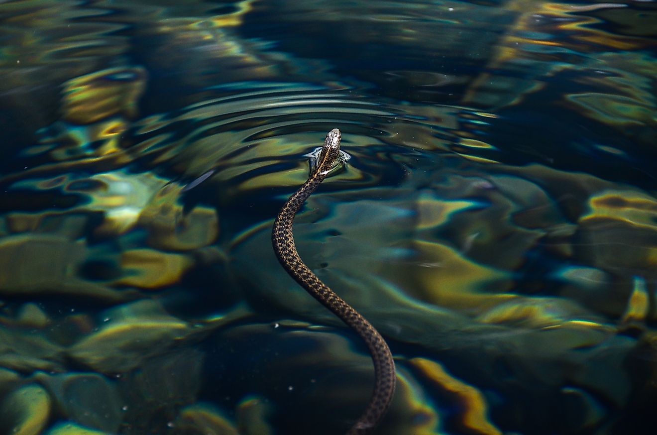 Pacific coast garter snake in water.