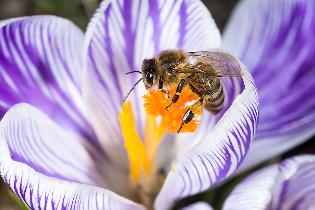 The European honeybee is an official state insect for seventeen states.