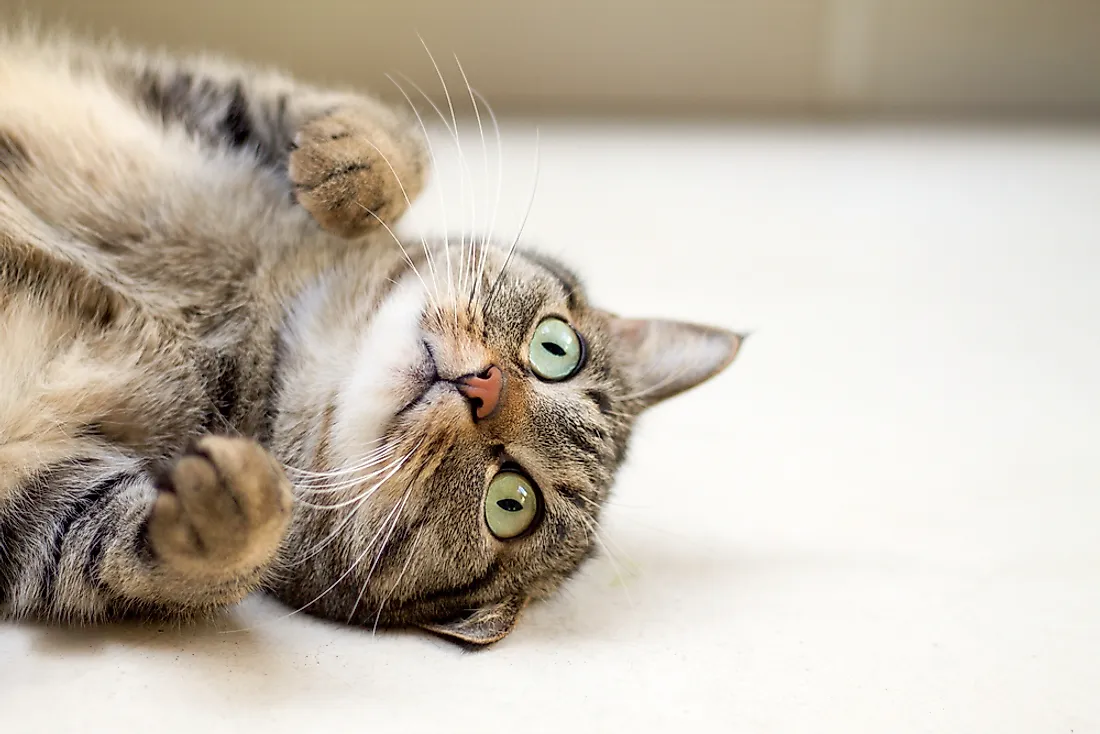 Cats are well known for their playful nature.