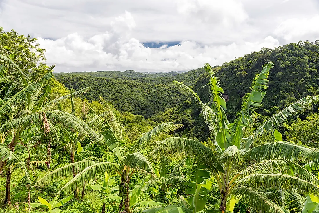 Banana trees in St. Lucia. 